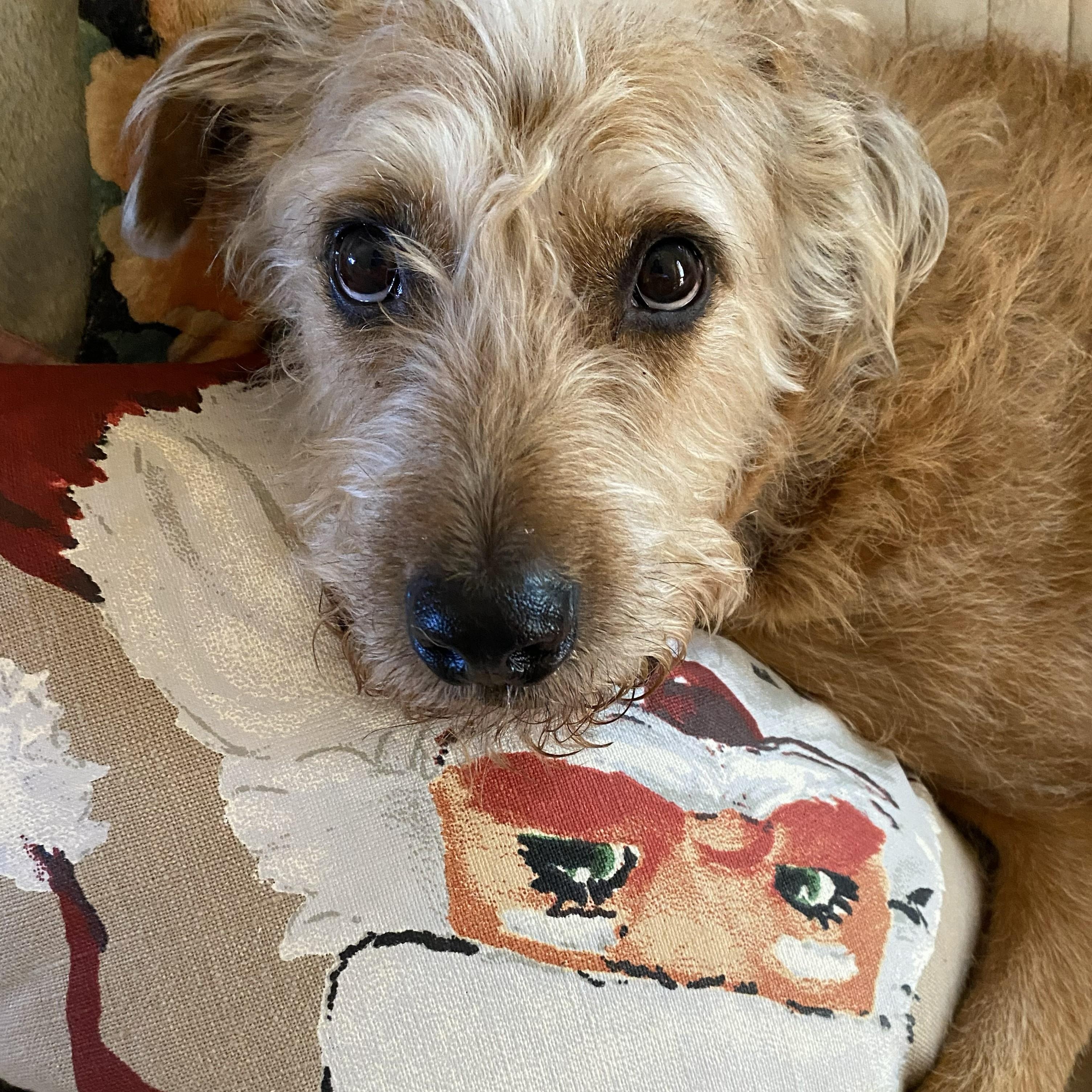 Rusty, an adopted Irish Terrier in Redmond, WA image 4/4