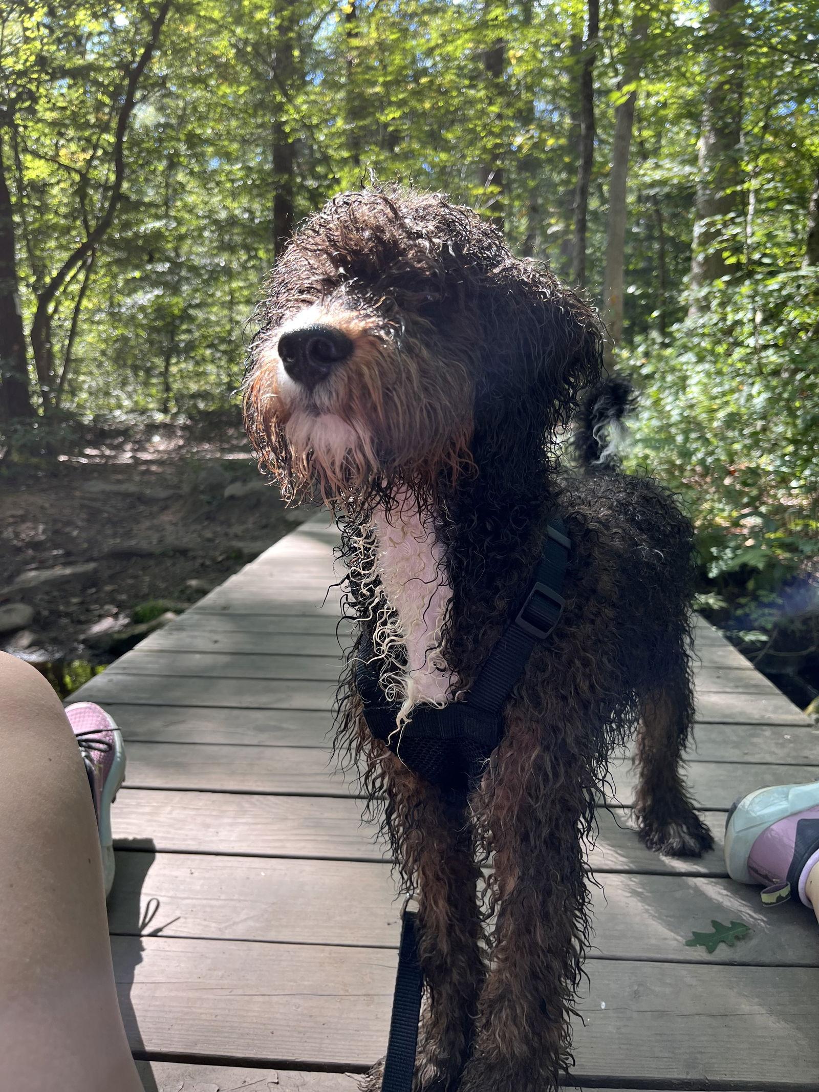Bruno, an adoptable Bernedoodle in Pottstown, PA, 19465 | Photo Image 4