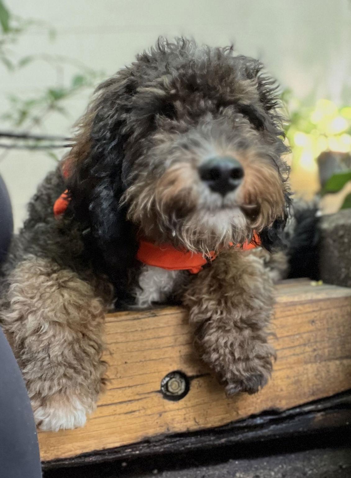 Bruno, an adoptable Bernedoodle in Pottstown, PA, 19465 | Photo Image 2
