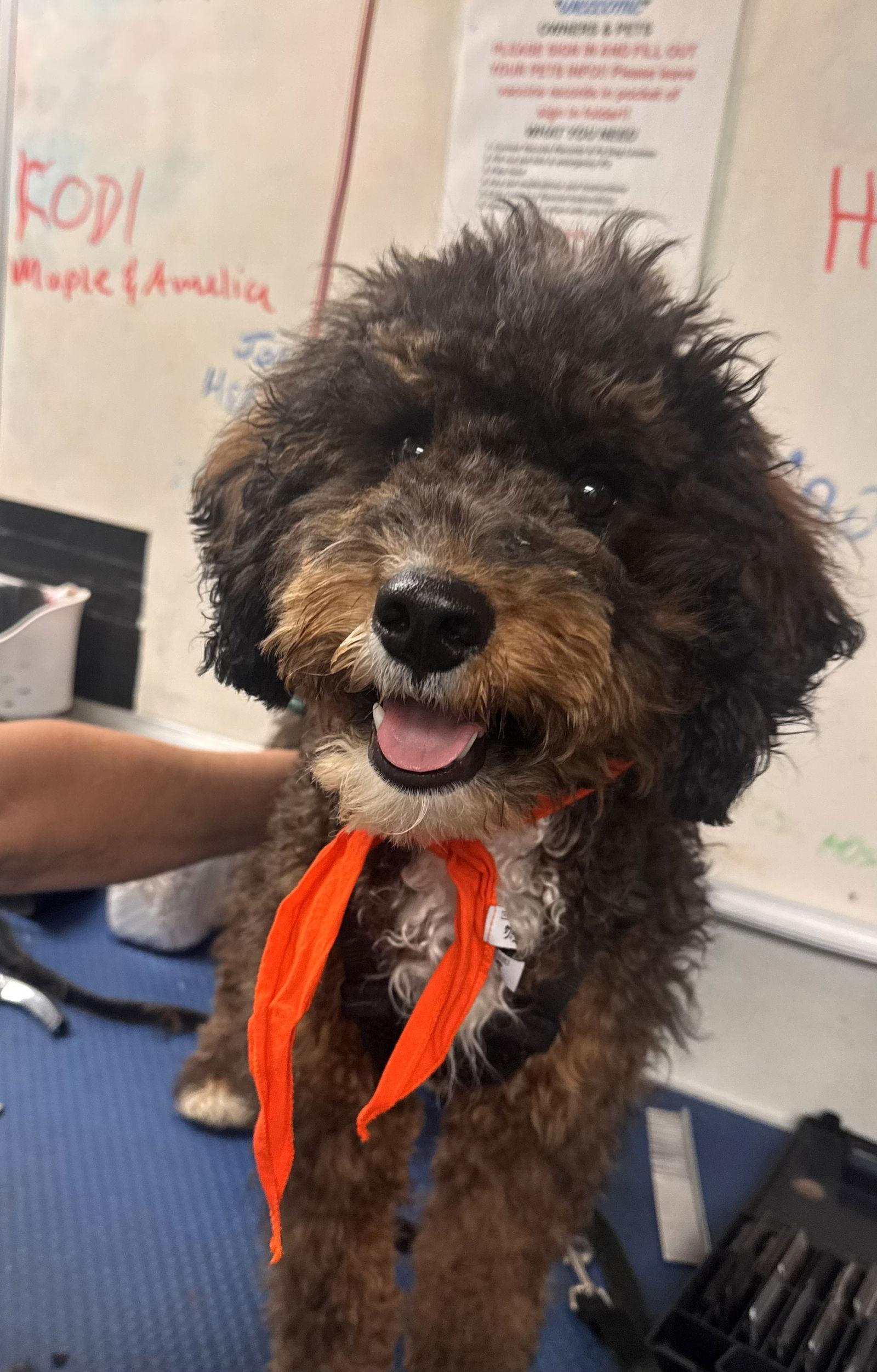 Bruno, an adoptable Bernedoodle in Pottstown, PA, 19465 | Photo Image 1