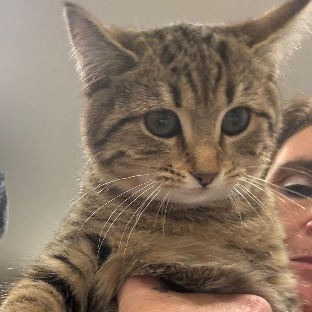 Gingersnap, Adoptable, Young Female Domestic Medium Hair.