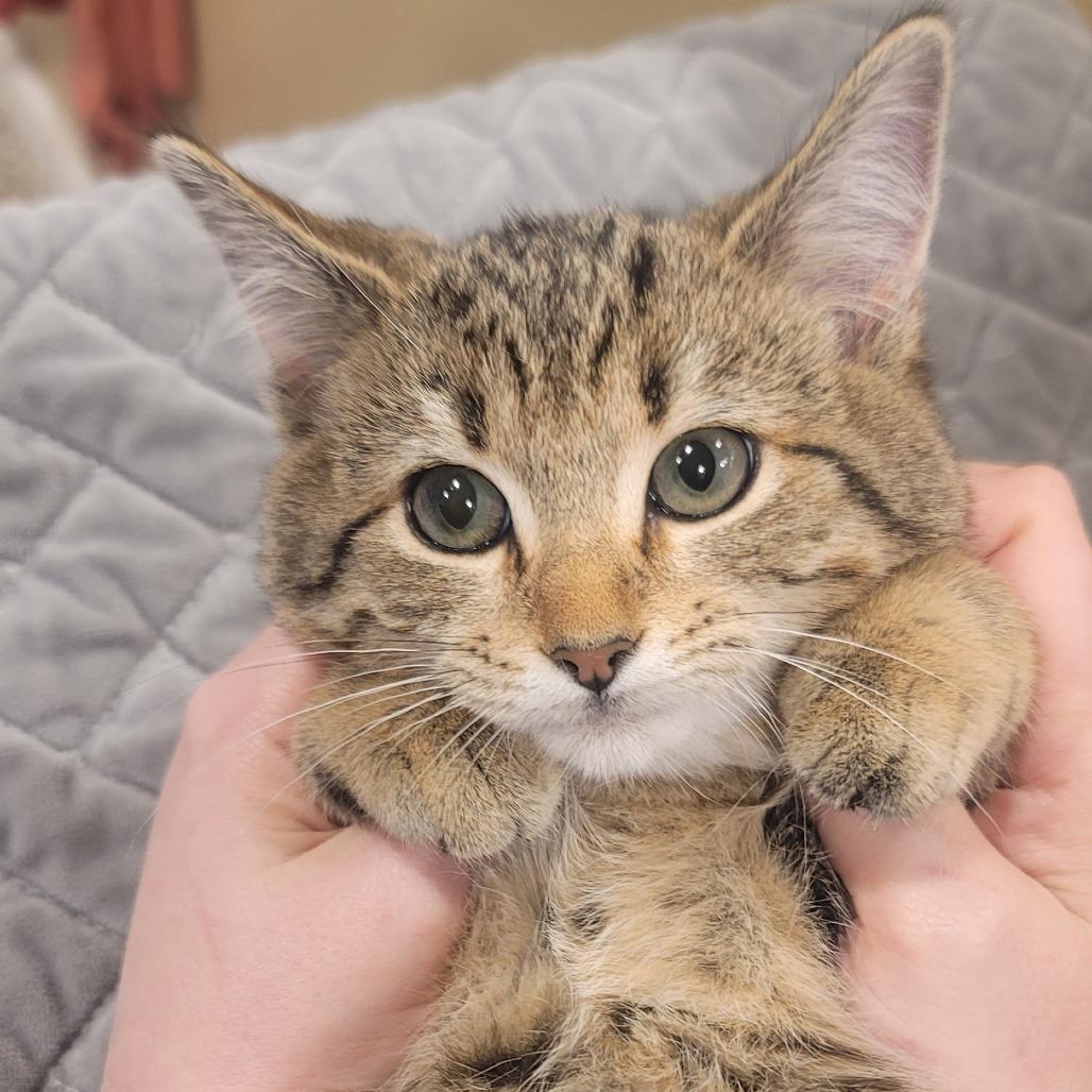 Enlarge Gingersnap, a Adoptable Domestic Medium Hair in Tipton, IN image 2/6