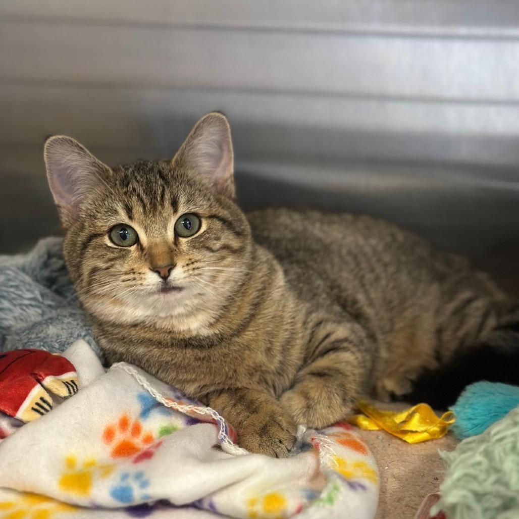 Enlarge Gingersnap, a Adoptable Domestic Medium Hair in Tipton, IN image 4/6