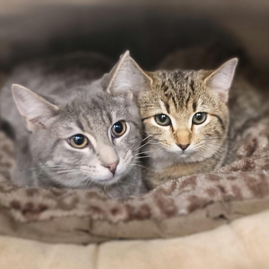 Enlarge Gingersnap, a Adoptable Domestic Medium Hair in Tipton, IN image 5/6