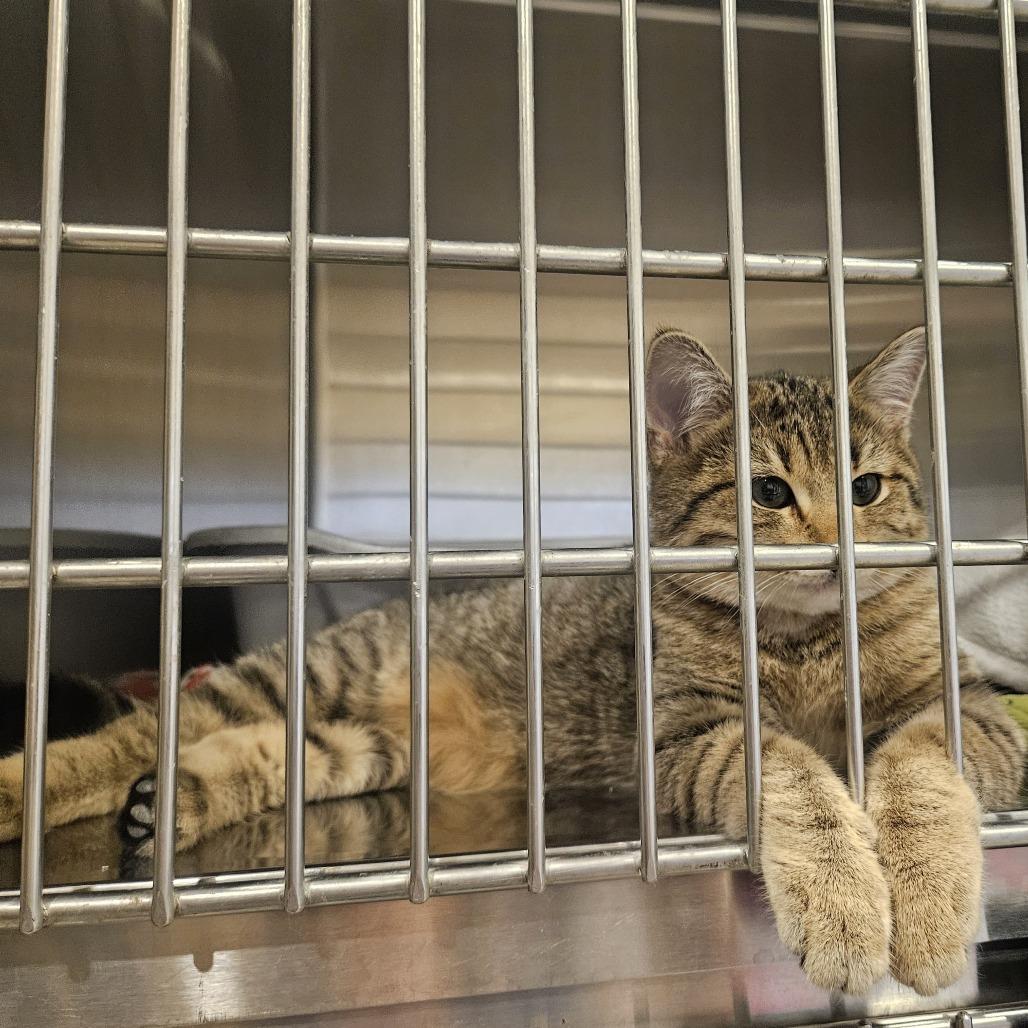 Enlarge Gingersnap, a Adoptable Domestic Medium Hair in Tipton, IN image 6/6