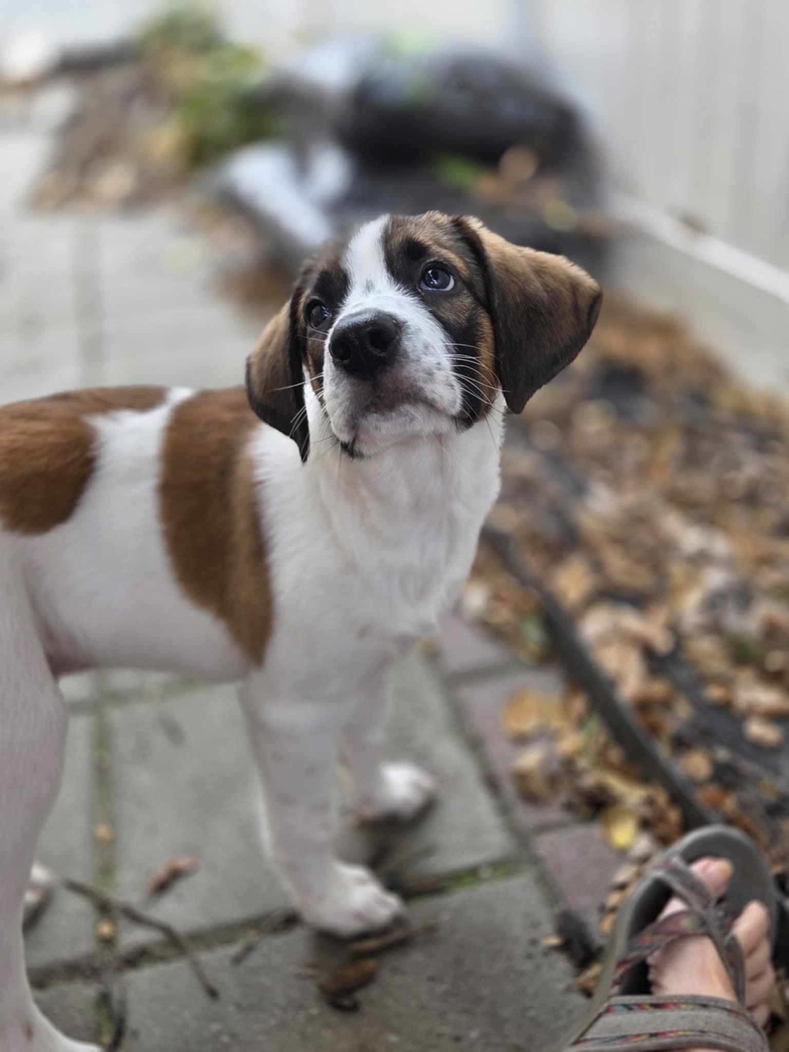 Brutus