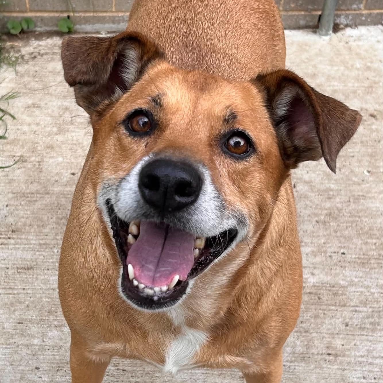 Dixie, ADOPTABLE, Adult Female Labrador Retriever.