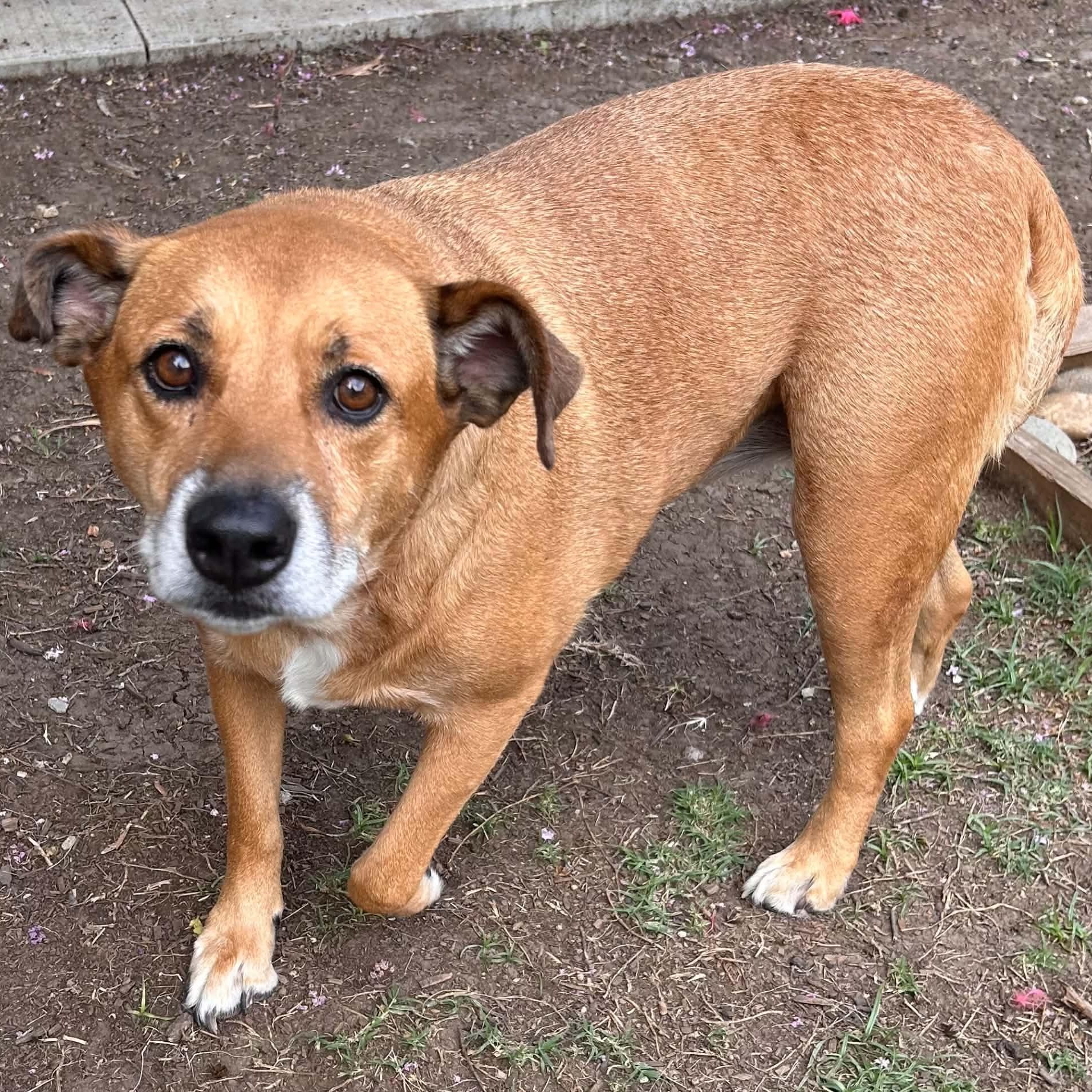Dixie, a ADOPTABLE mixed breed in The Colony, TX image 2/5