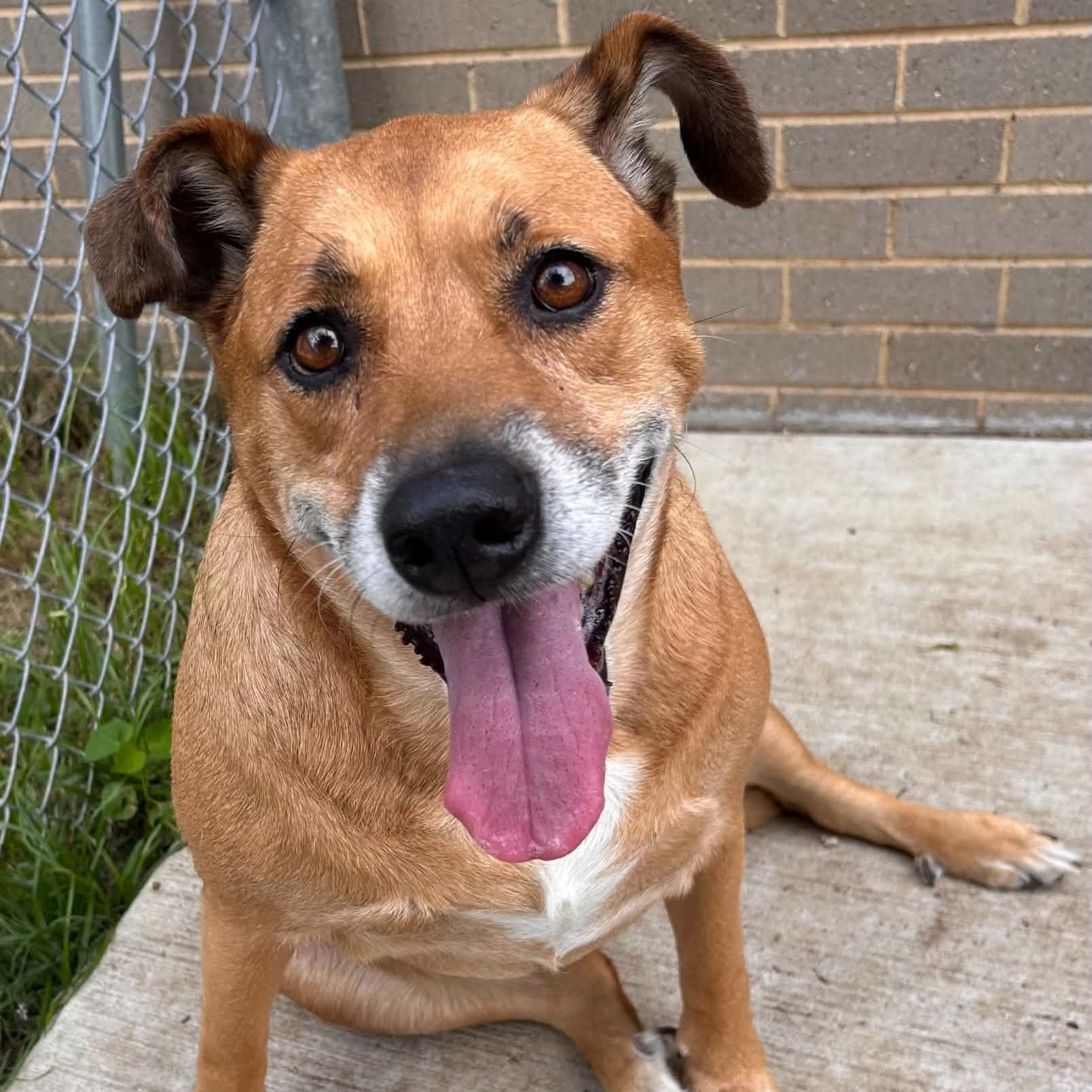 Dixie, a ADOPTABLE mixed breed in The Colony, TX image 3/5