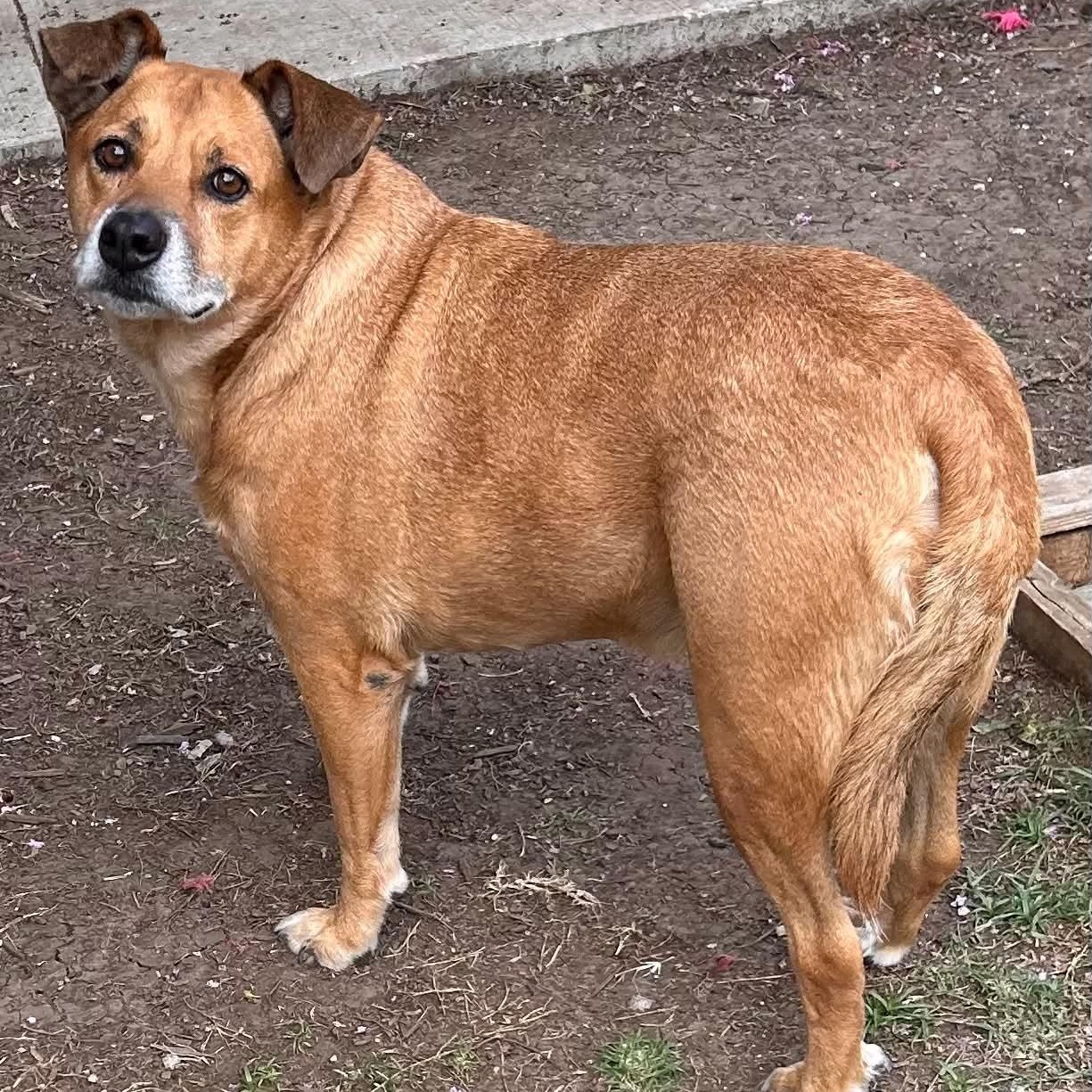 Dixie, a ADOPTABLE mixed breed in The Colony, TX image 4/5