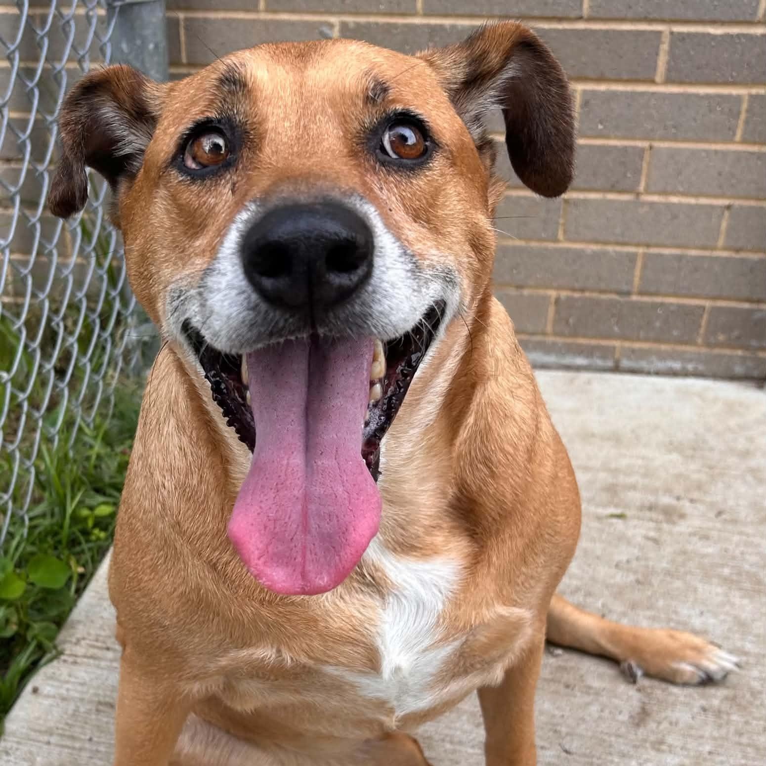 Dixie, a ADOPTABLE mixed breed in The Colony, TX image 5/5