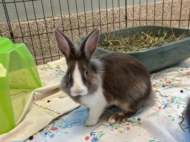SAGUARO, Adoptable, Baby Female Lionhead.