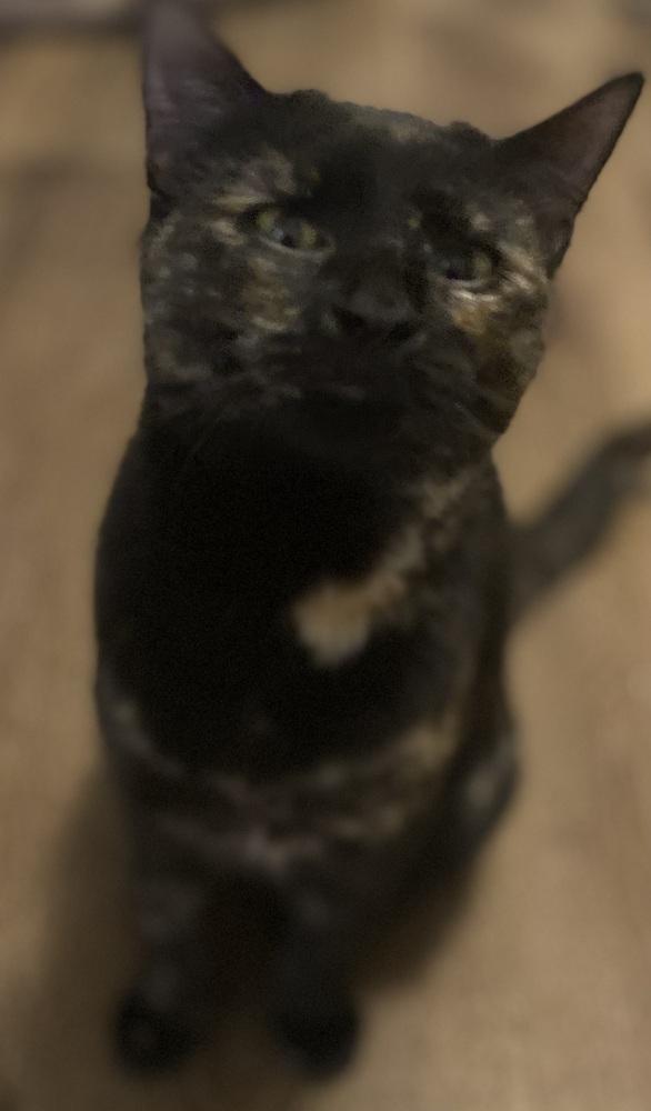 Citrine, Adoptable, Young Female Domestic Short Hair & Domestic Short Hair.
