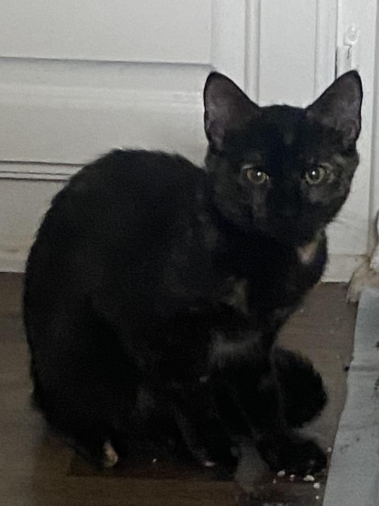 Citrine, Adoptable, Young Female Domestic Short Hair & Domestic Short Hair.