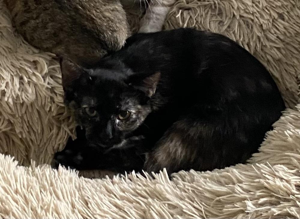 Enlarge Citrine, a Adoptable mixed breed in Dallas, TX image 2/6