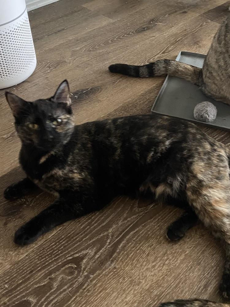 Enlarge Citrine, a Adoptable mixed breed in Dallas, TX image 2/5