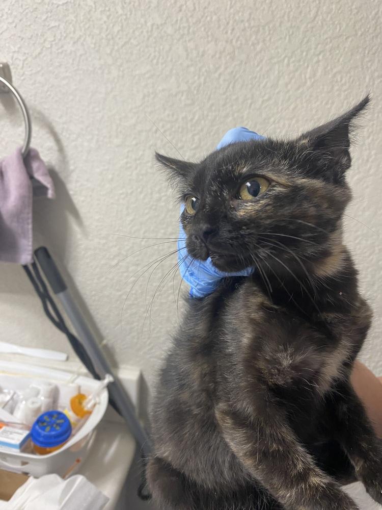 Enlarge Citrine, a Adoptable mixed breed in Dallas, TX image 3/6