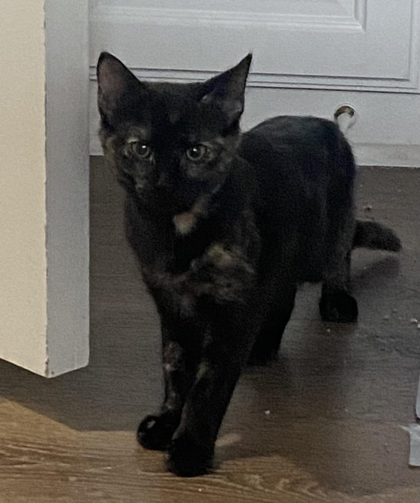 Enlarge Citrine, a Adoptable mixed breed in Dallas, TX image 4/6