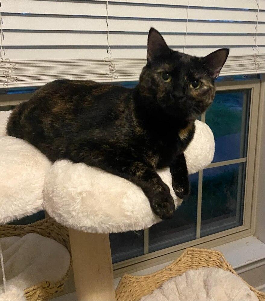 Enlarge Citrine, a Adoptable mixed breed in Dallas, TX image 5/6