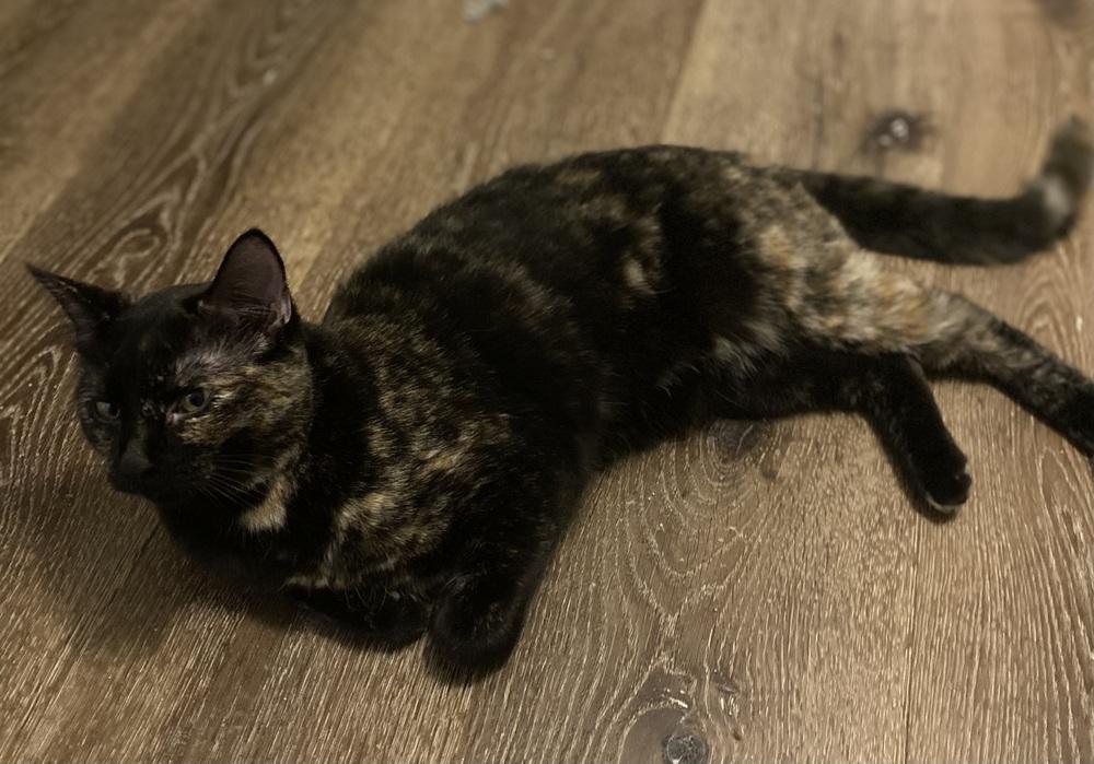 Enlarge Citrine, a Adoptable mixed breed in Dallas, TX image 4/5