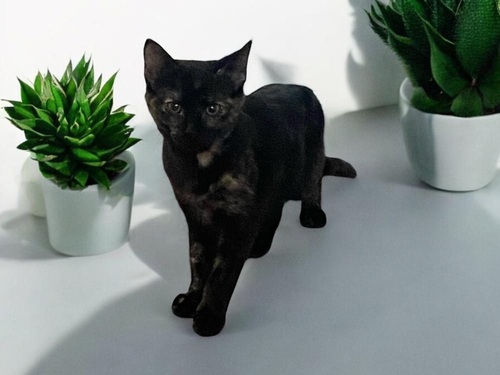 Enlarge Citrine, a Adoptable mixed breed in Dallas, TX image 6/6