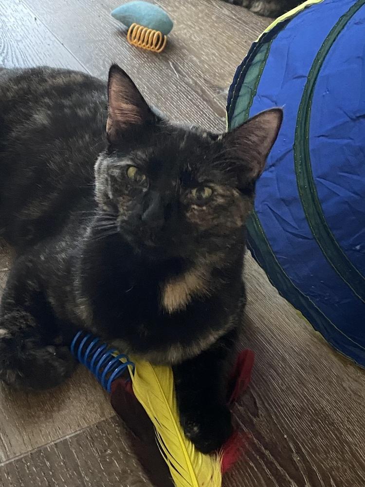 Enlarge Citrine, a Adoptable mixed breed in Dallas, TX image 5/5