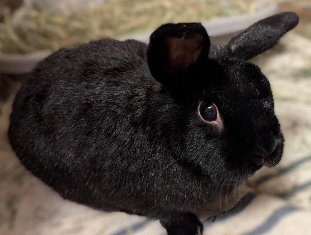 Pepper, Adoptable, Adult Male Bunny Rabbit.