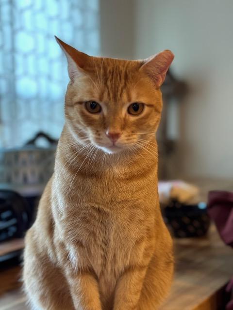 OC, Adoptable, Adult Male American Shorthair.