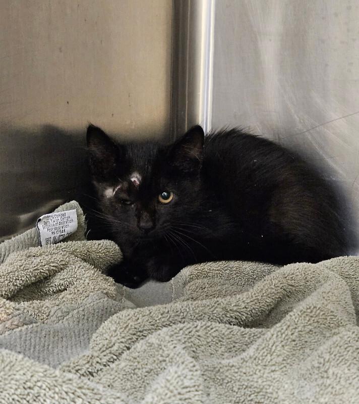 Enlarge Charcoal, a Adoptable Domestic Short Hair in Disputanta, VA image 1/2