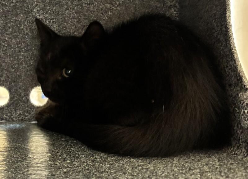 Enlarge Charcoal, a Adoptable Domestic Short Hair in Disputanta, VA image 2/2