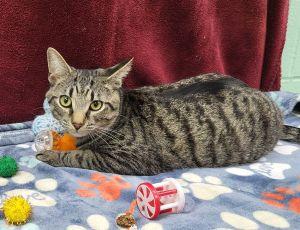 Enlarge Bean, a ADOPTABLE Domestic Short Hair in Bucyrus, OH image 1/3