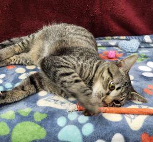 Enlarge Bean, a ADOPTABLE Domestic Short Hair in Bucyrus, OH image 3/3
