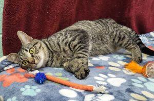 Enlarge Bean, a ADOPTABLE Domestic Short Hair in Bucyrus, OH image 2/3