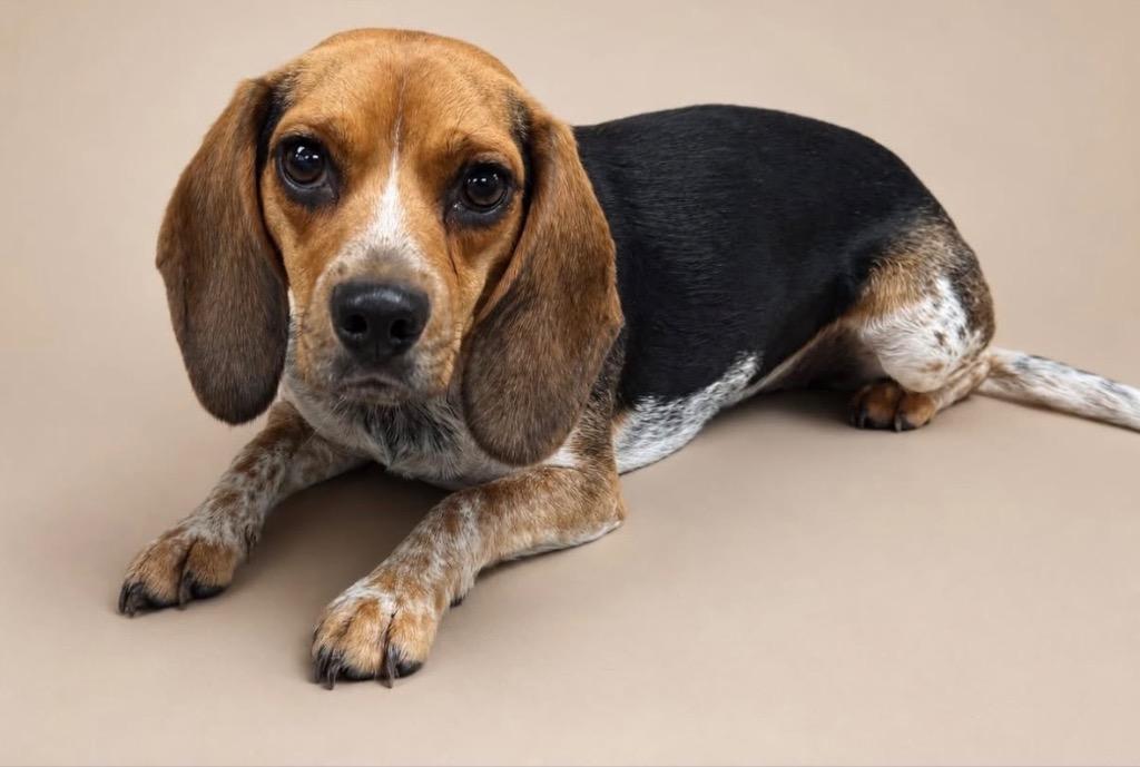 Bailey, Adopted, Young Female Beagle.
