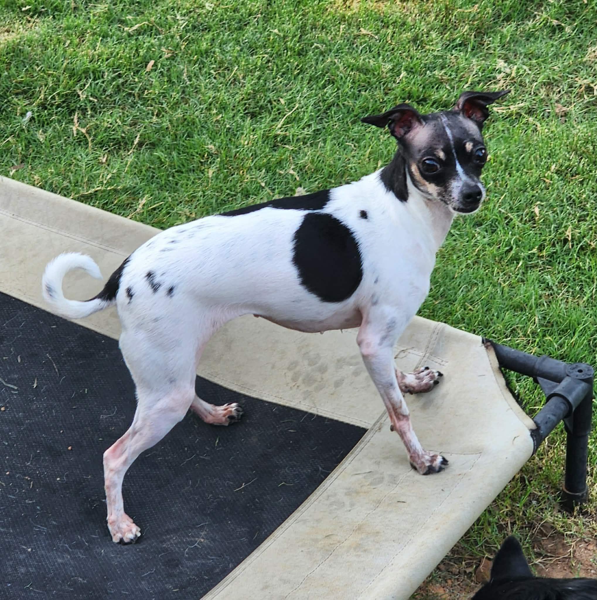 Spicy Rose, a Adoptable Chihuahua in Houston, TX image 5/5
