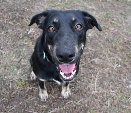 Enlarge Milo, a ADOPTABLE mixed breed in Inverness, FL image 2/2