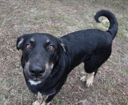 Enlarge Milo, a ADOPTABLE mixed breed in Inverness, FL image 1/2