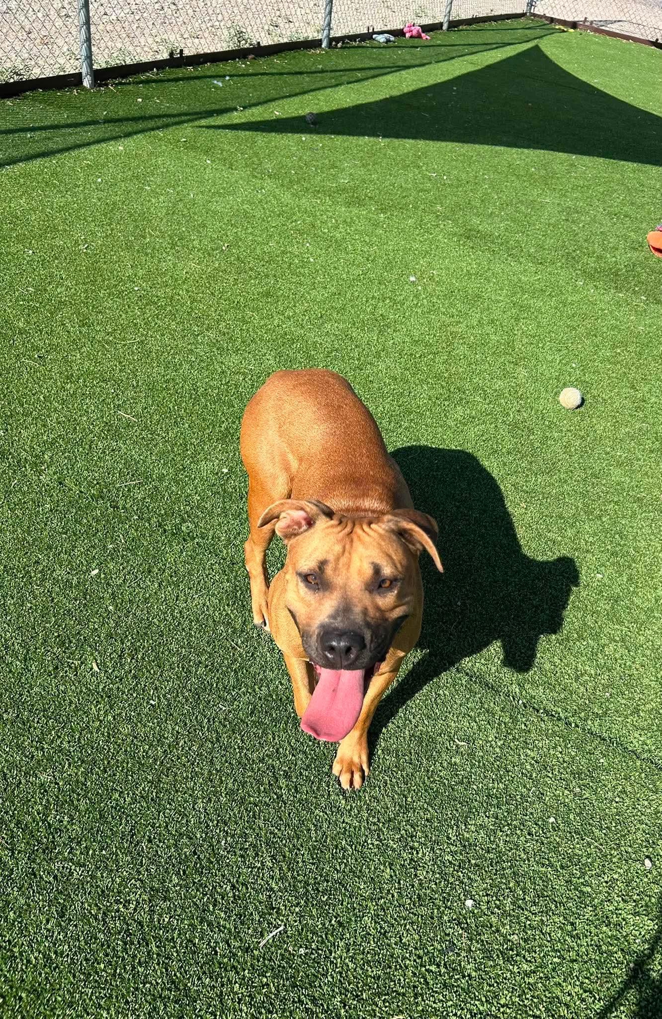 Enlarge Eve, a ADOPTABLE mixed breed in Truth or Consequences , NM image 1/3