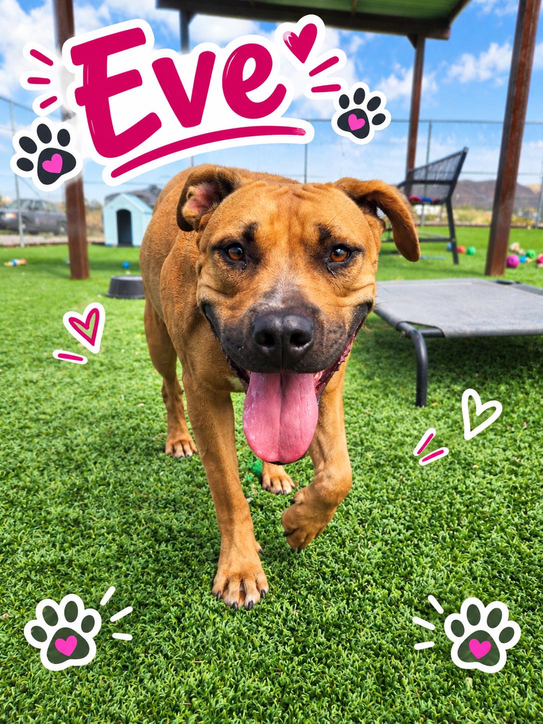 Eve, Adoptable, Adult Female Boxer & Rhodesian Ridgeback.