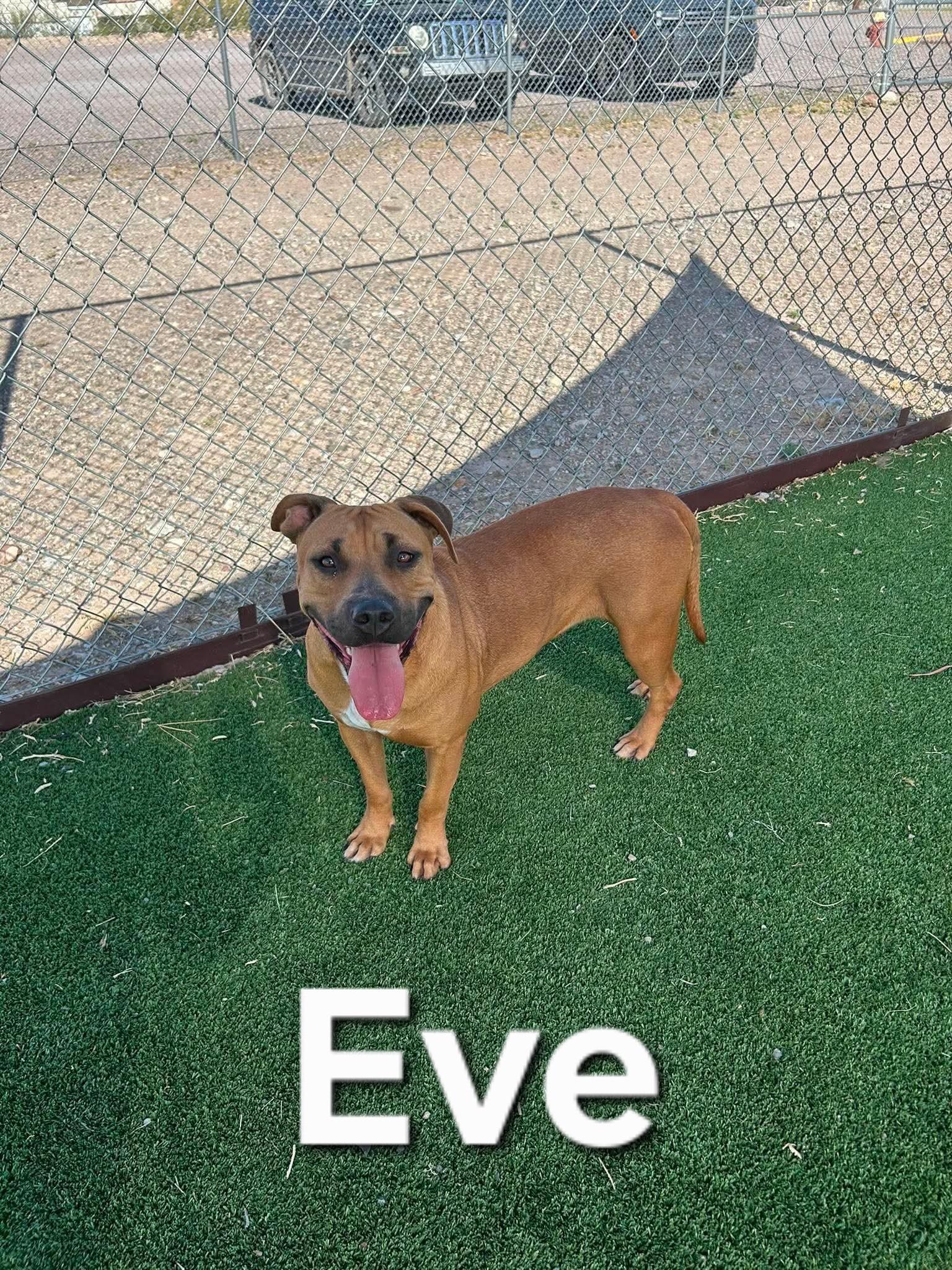 Enlarge Eve, a ADOPTABLE mixed breed in Truth or Consequences , NM image 3/3
