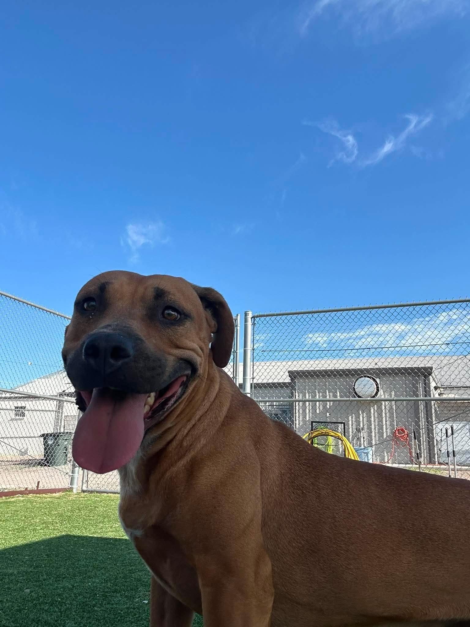 Enlarge Eve, a ADOPTABLE mixed breed in Truth or Consequences , NM image 2/3