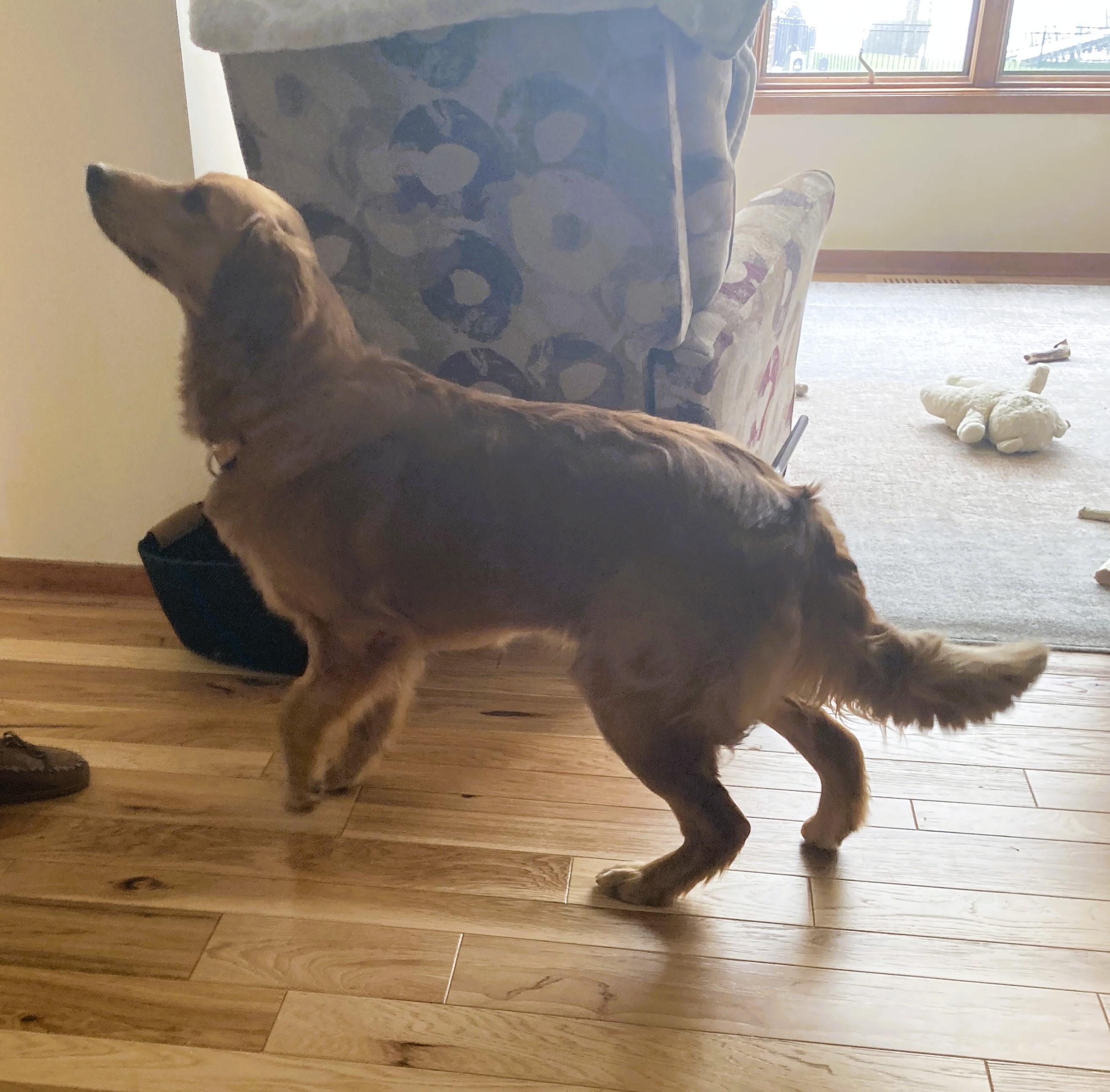 Enlarge Tucker, a ADOPTABLE Golden Retriever in Grand Rapids, MI image 2/3