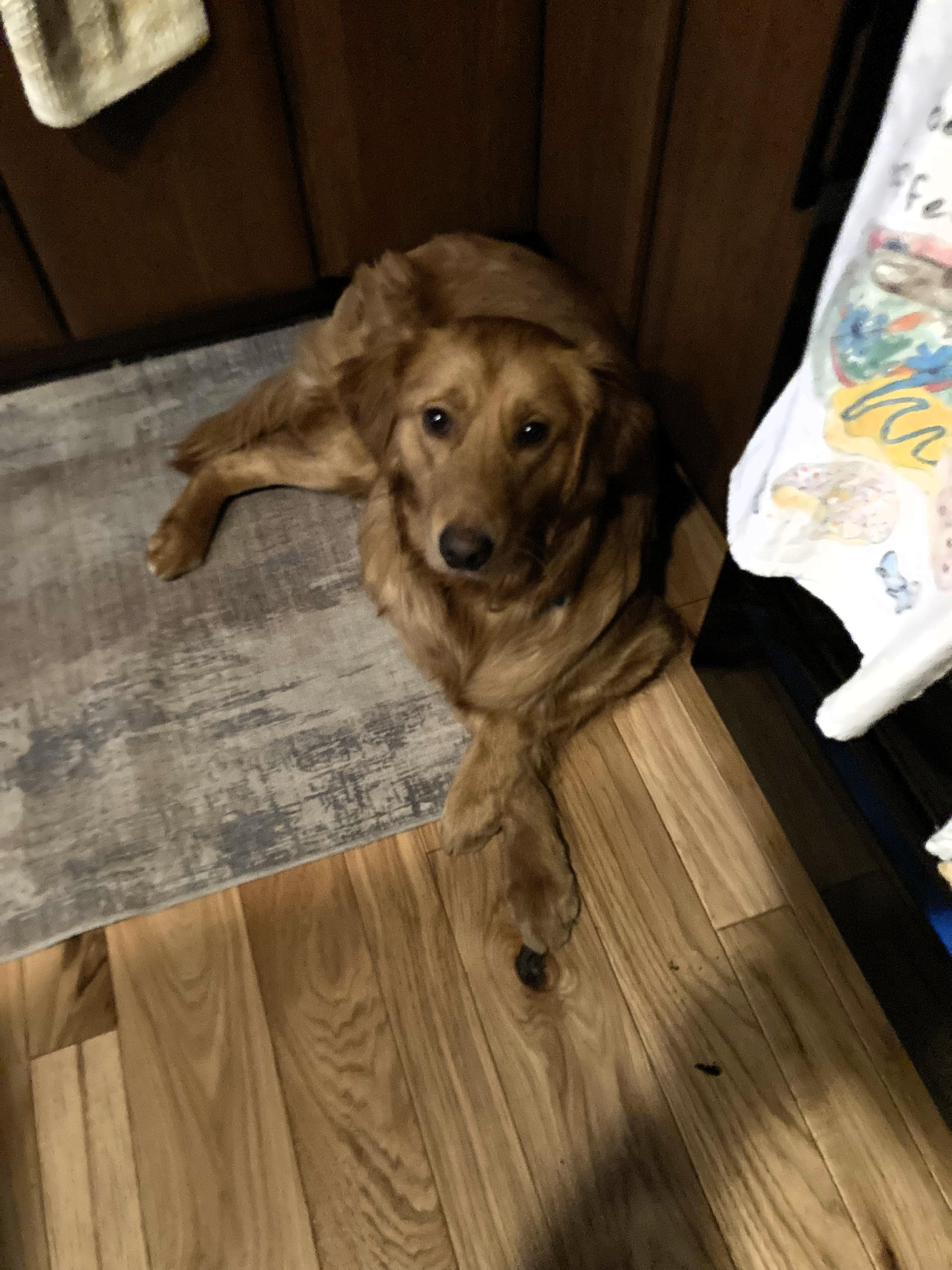 Enlarge Tucker, a ADOPTABLE Golden Retriever in Grand Rapids, MI image 3/3