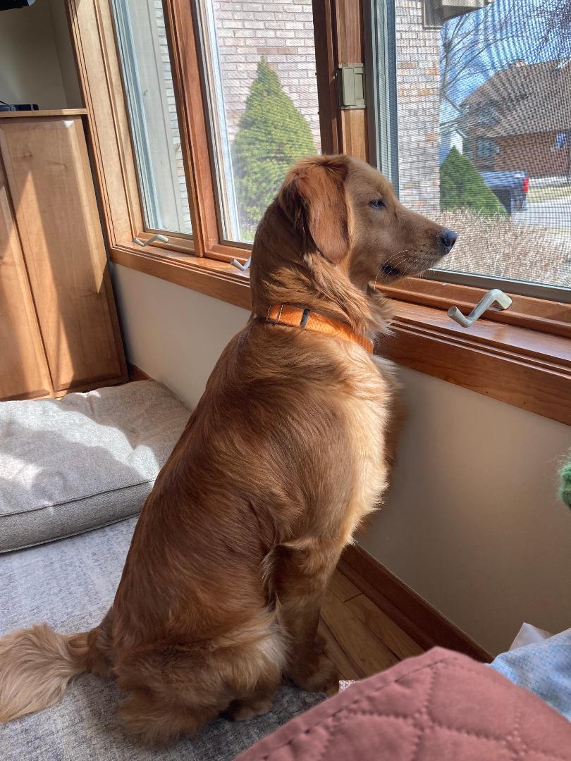 Tucker, ADOPTABLE, Young Male Golden Retriever.