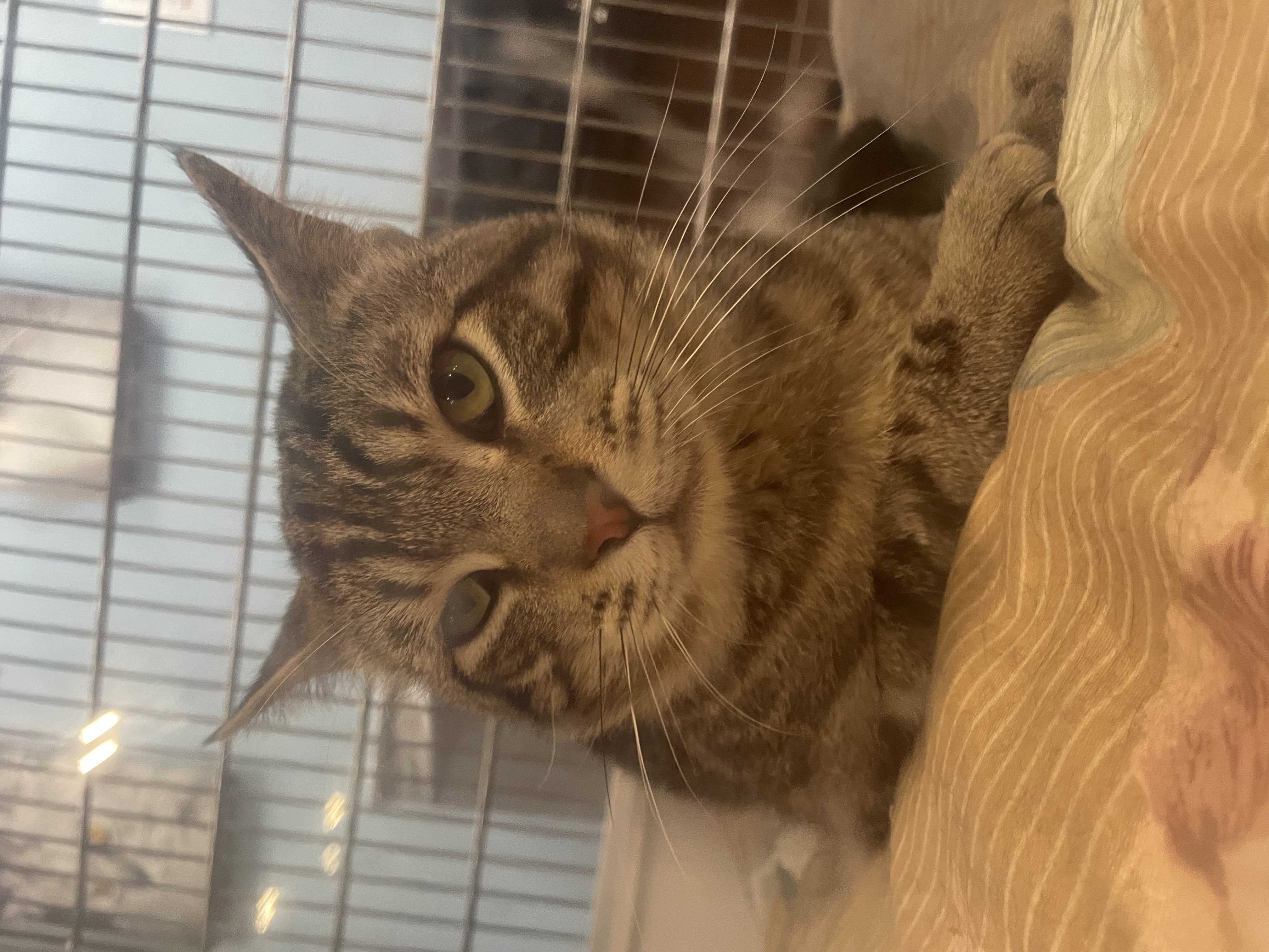 Schaefer, an adoptable Domestic Short Hair in Buckeye, AZ, 85396 | Photo Image 1
