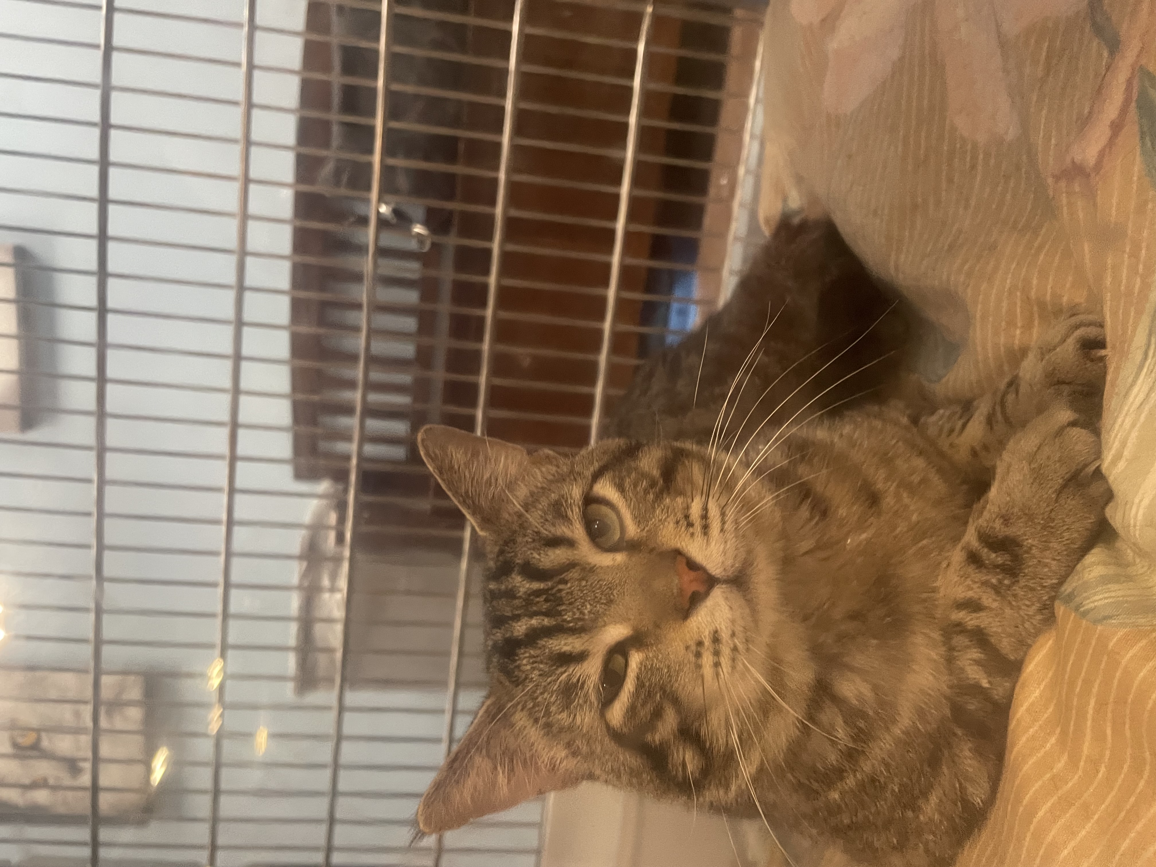 Schaefer, an adoptable Domestic Short Hair in Buckeye, AZ, 85396 | Photo Image 2