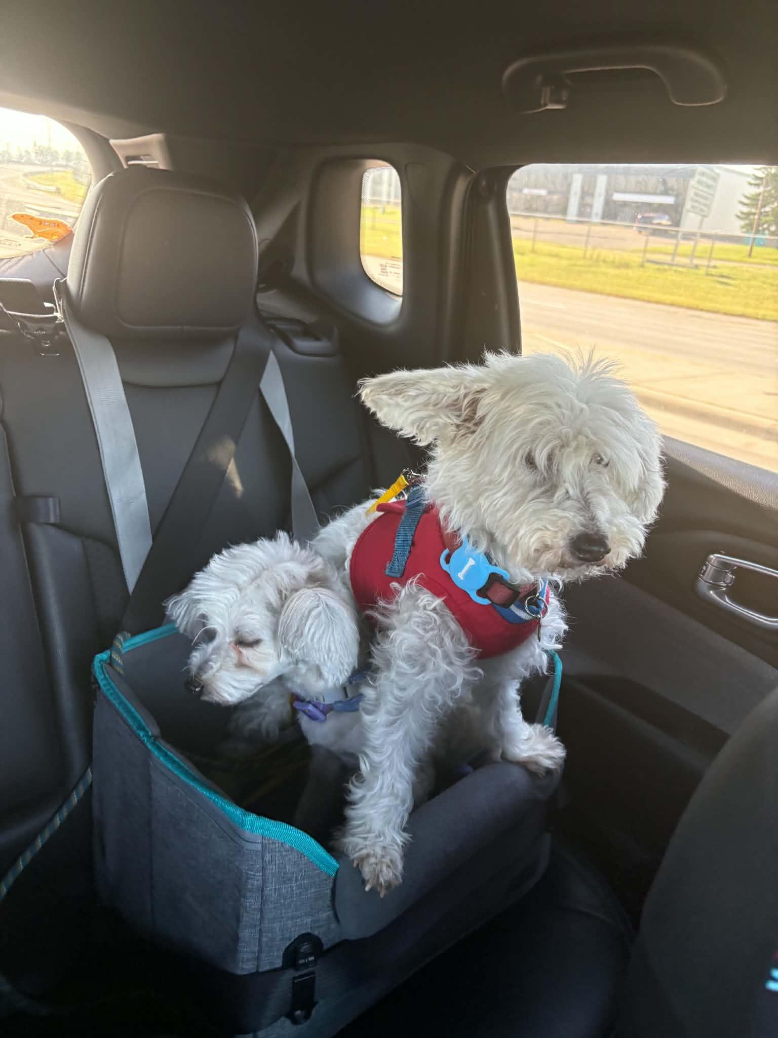 Enlarge Monty, an adoptable mixed breed in Calgary, AB image 6/6