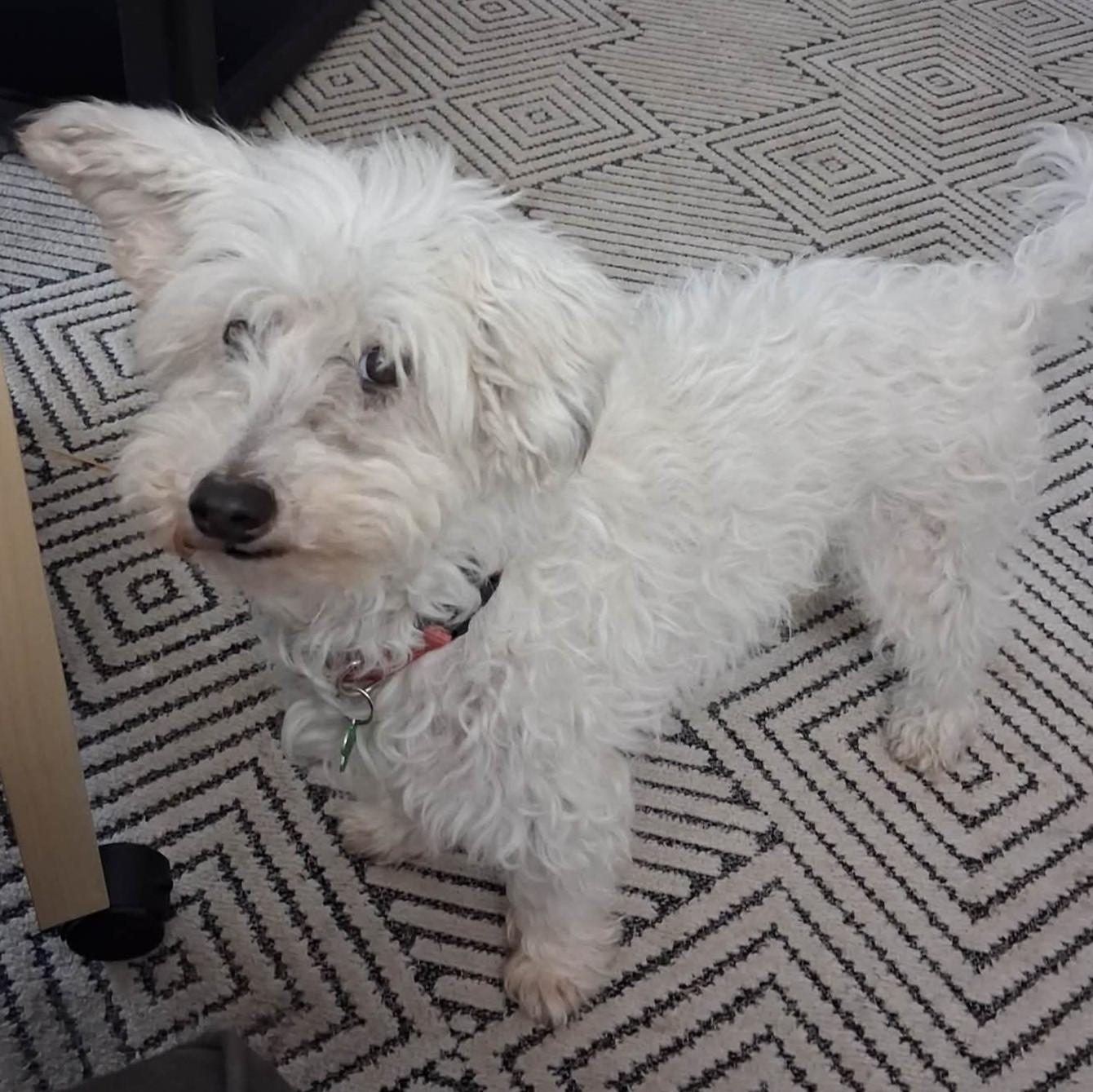 Enlarge Monty, an adoptable mixed breed in Calgary, AB image 3/6