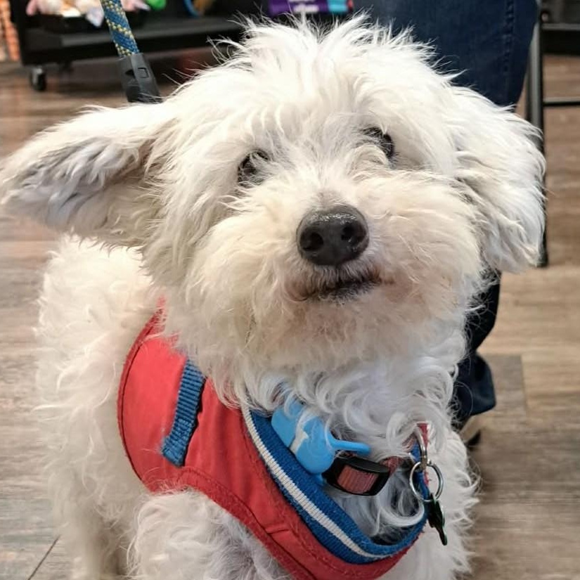 Monty, adoptable, Senior Male West Highland White Terrier / Westie & Poodle.