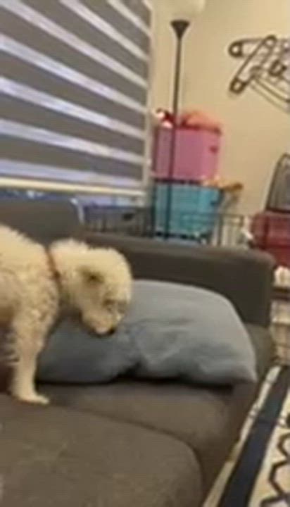 Enlarge Monty, an adoptable mixed breed in Calgary, AB video 5/6